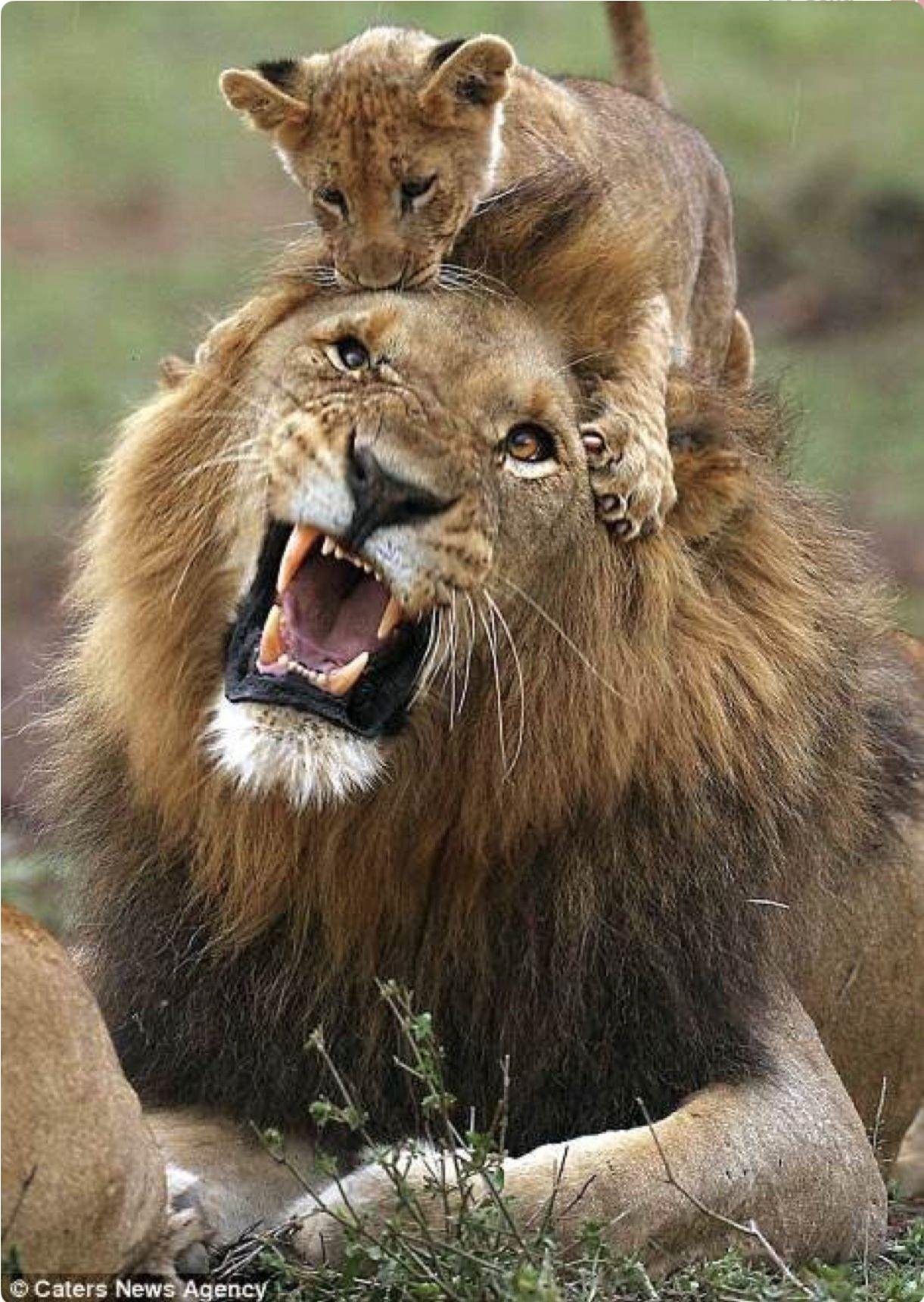 Отец лев дочь лев. Лев и Львенок. Лев. Лев львица и Львенок. Детеныш Льва.