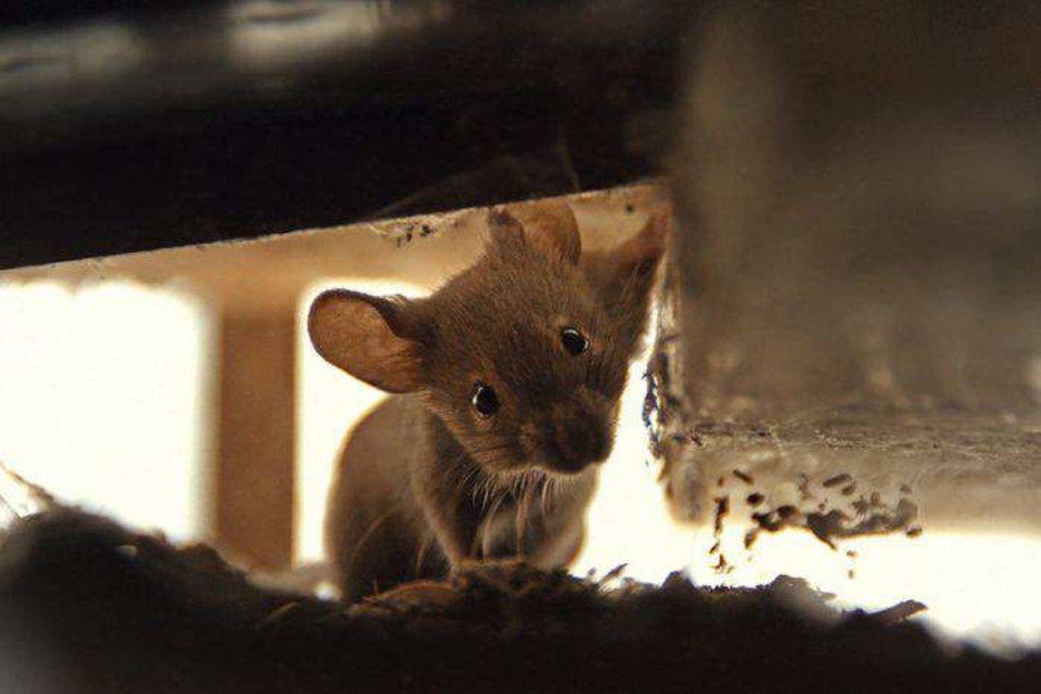 Включи мышонок не хочет убираться. Смешная мышь. Мышь выглядывает. Мышь ждет. Мышонок.