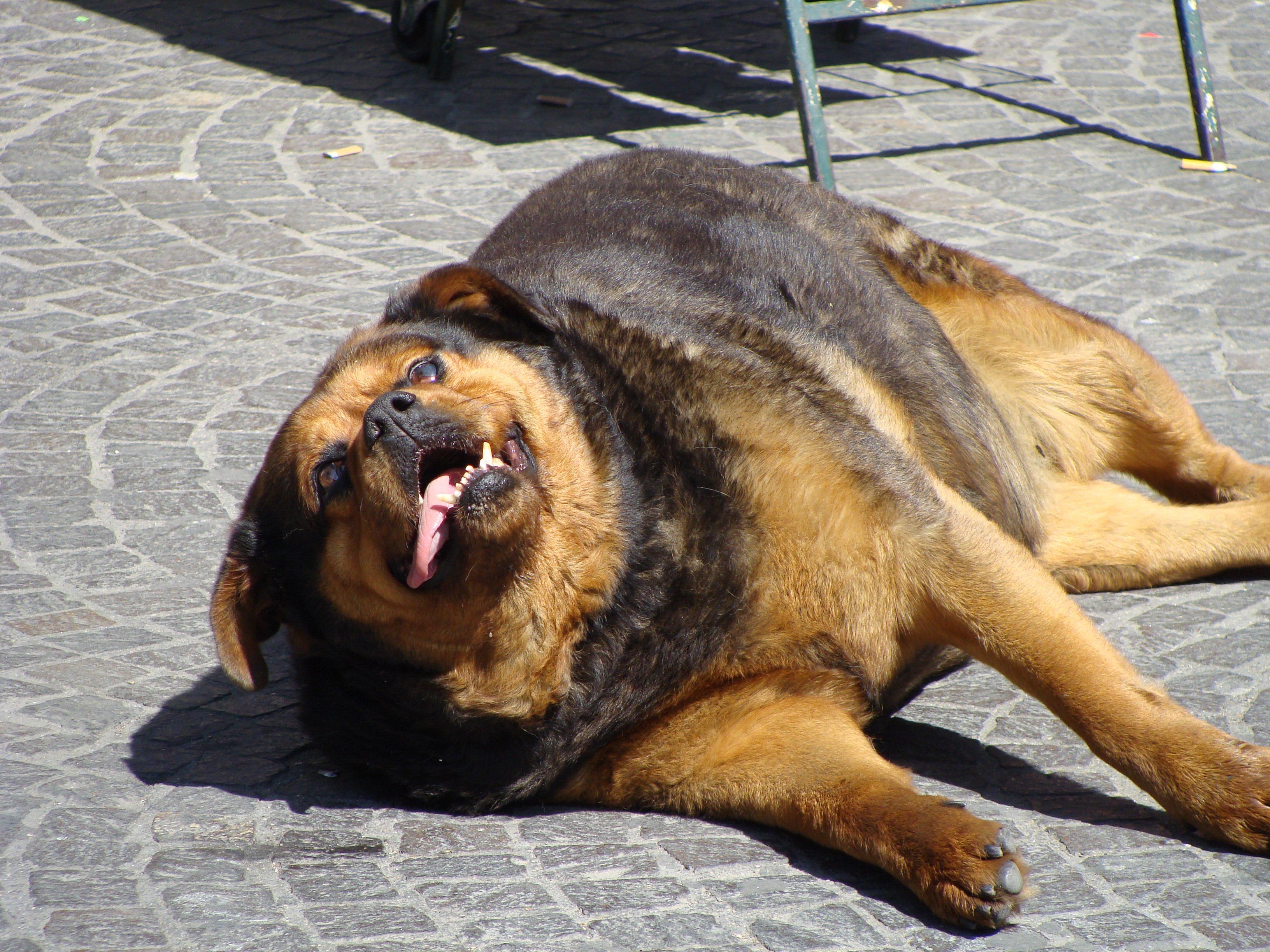 Метеоризм у собаки. Жирные собаки. Толстая собака овчарка. Жирный пес. Самый жирный пес.
