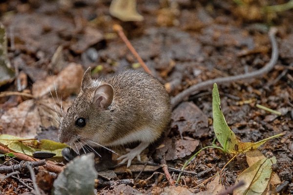 Малая лесная мышь