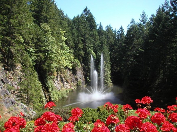 Розы и водопад