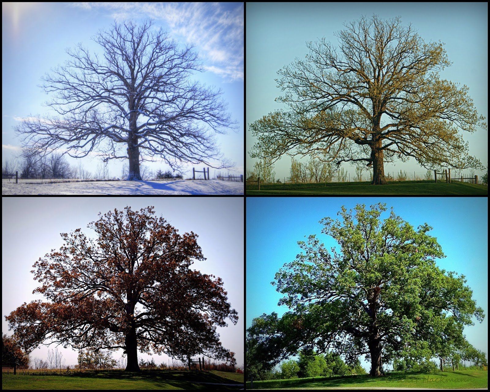 Пора года 4 букв. Времена года на дереве. Дерево в разные времена года. Дерево 4 Seasons.