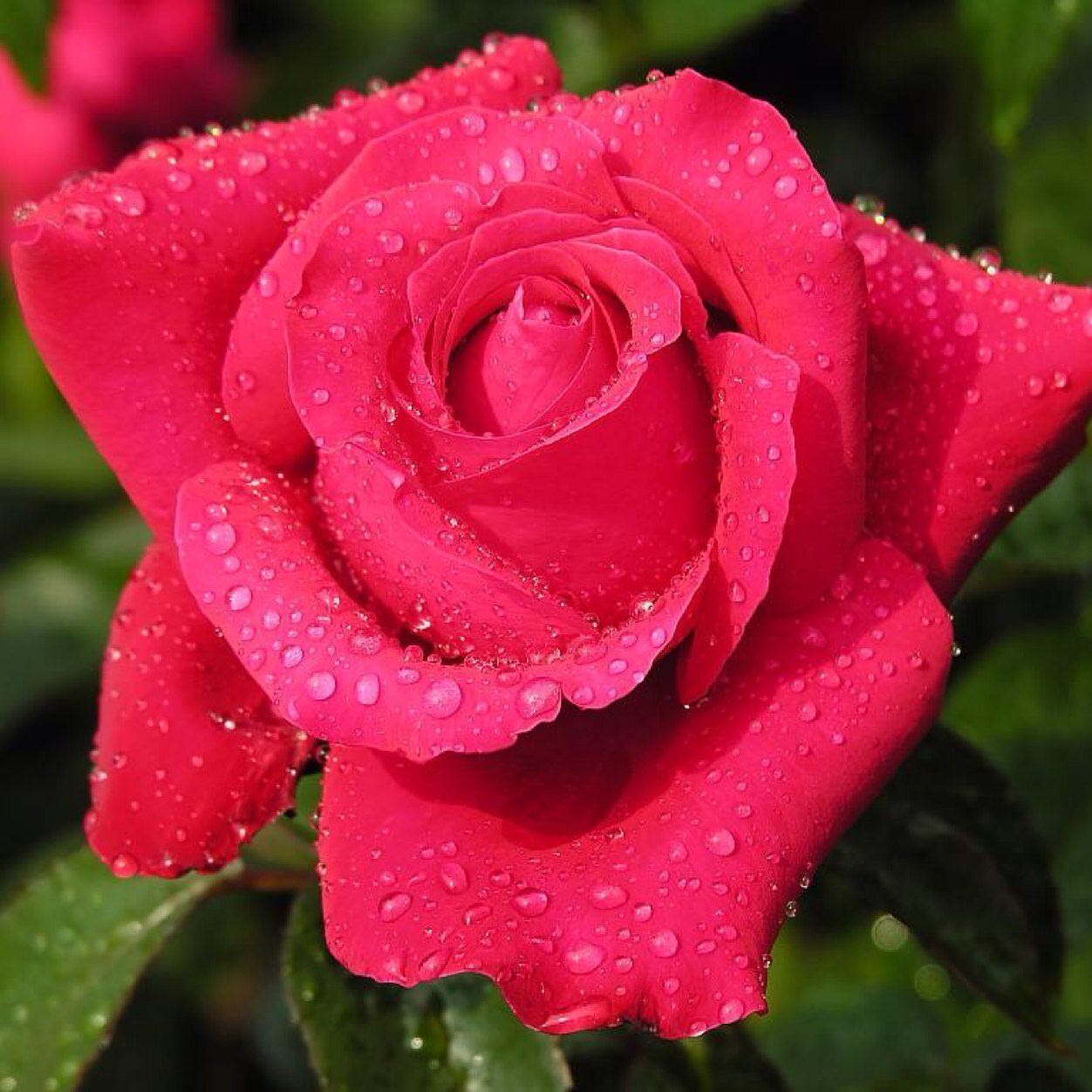 Beautiful rose flowers. Красивые розы. Самые красивые розы.