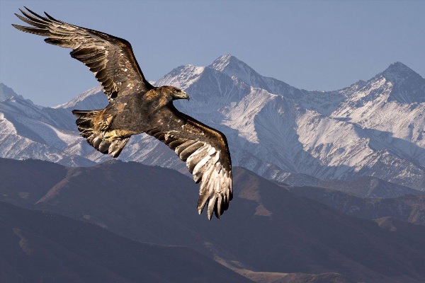 Кавказский орел