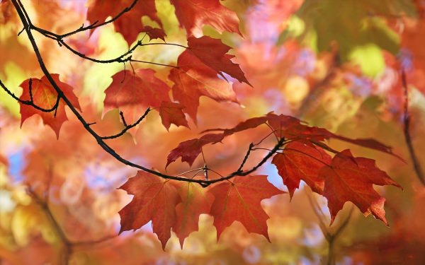 Осень листья природа