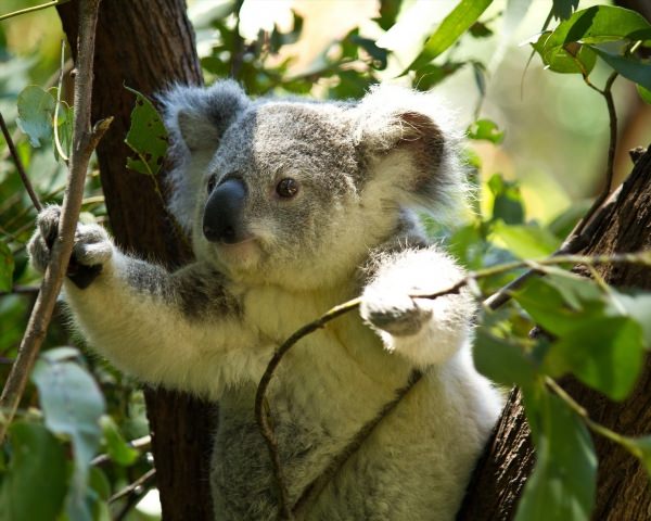 Любимое дерево коалы