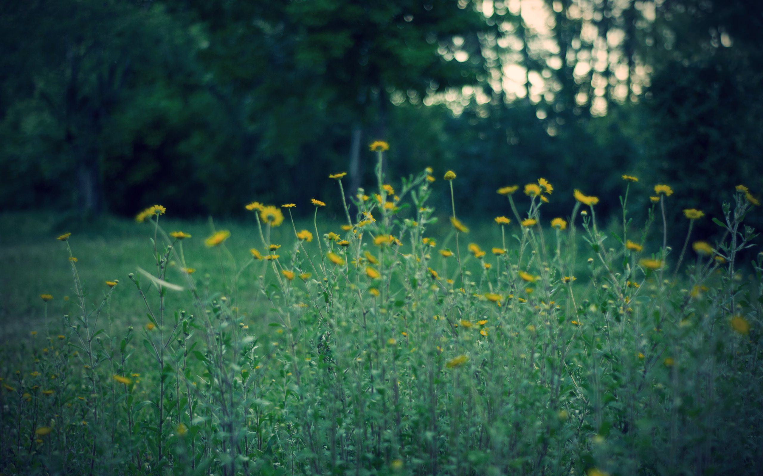 Летом было все зеленым. Зеленая природа Эстетика. Лето Эстетика зеленый. Зелёное поле Эстетика. Желтая трава Эстетика.
