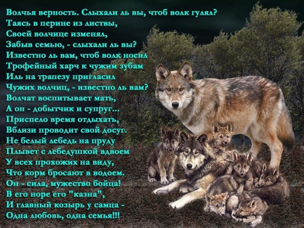 Верность волка волчице