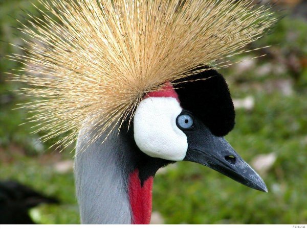 Птица с красным хохолком на голове