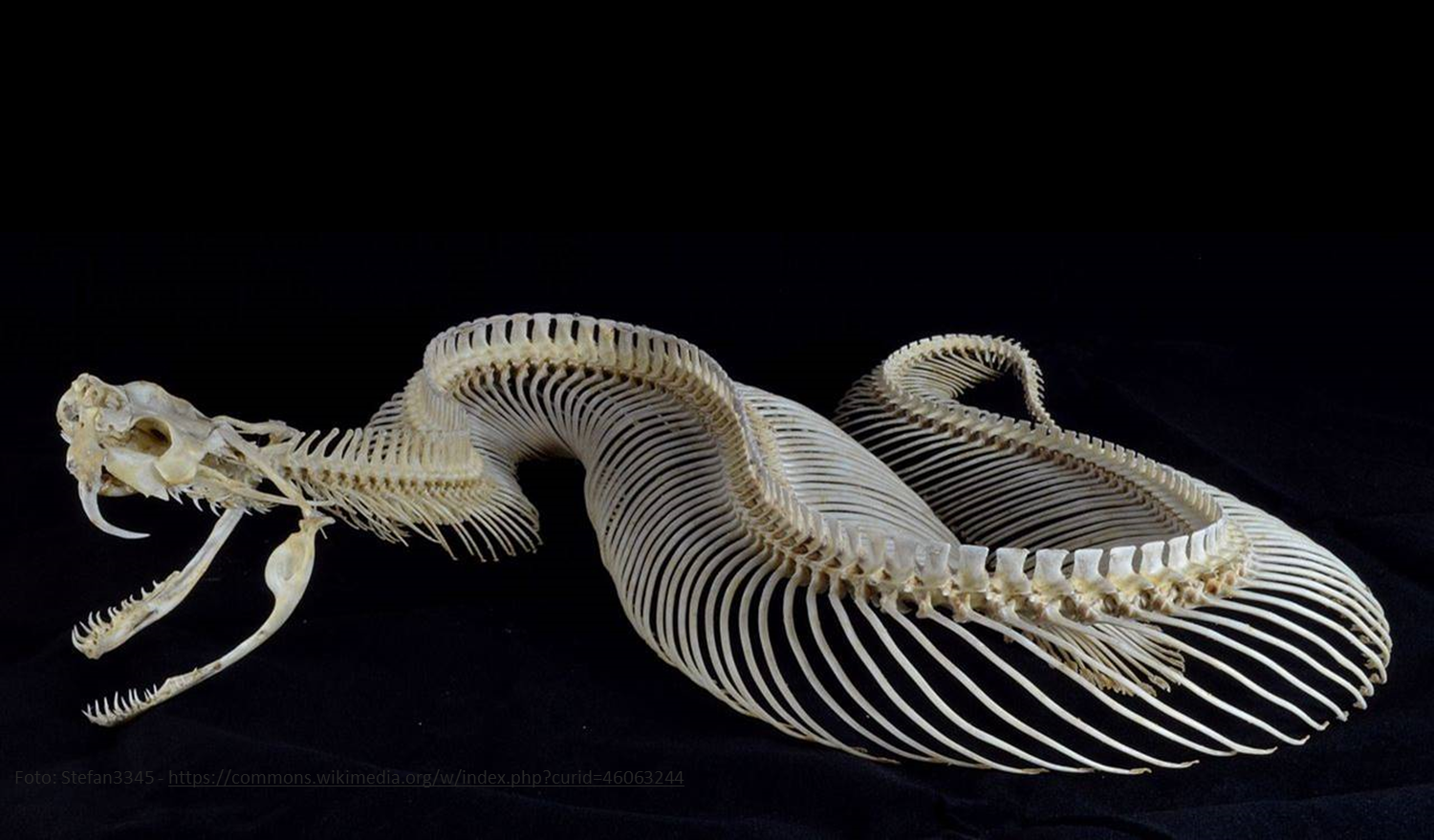 Какое тело у змей. Змея скелет Габонская. Пресмыкающиеся скелет змеи. Скелет питона змеи. Скелет кобры.