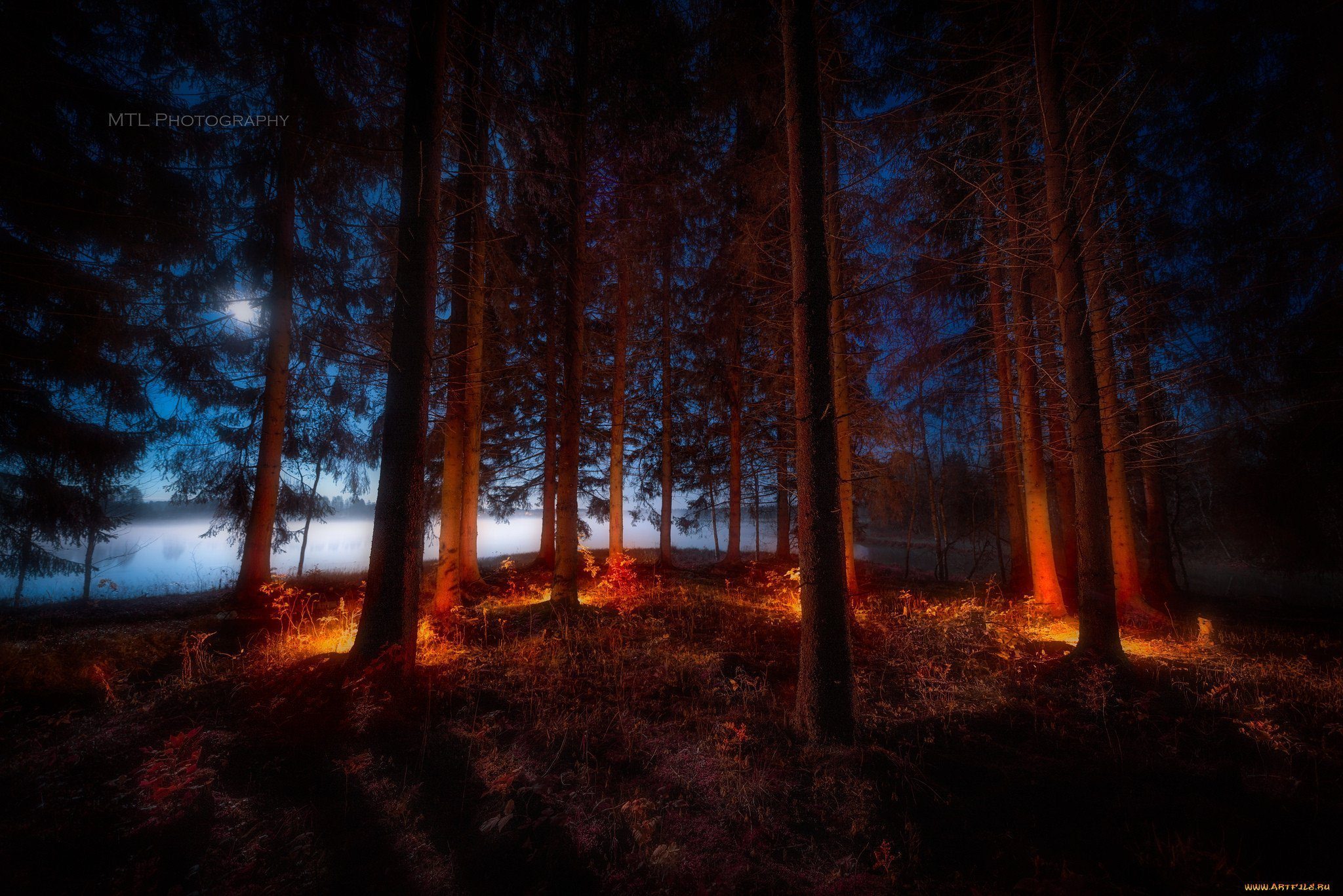 Ночь лес красиво. Вечерний лес. «Ночь в лесу». Ночной лес. Лес вечером.