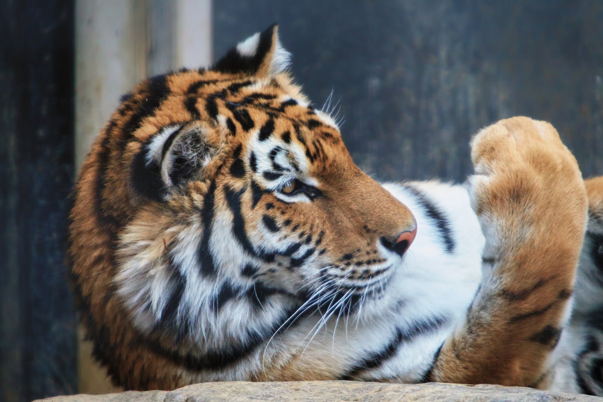 Лапка тигра. Амурский тигр. Амурский тигр тигр лапа. Амурский тигр когти. Лапа Амурского тигра.