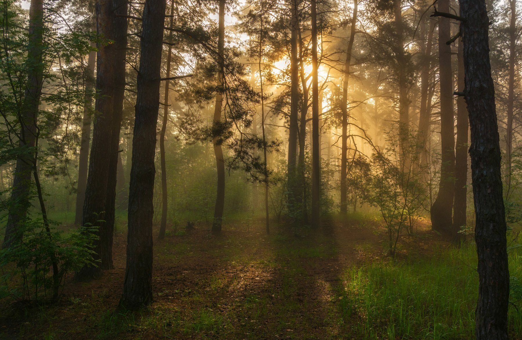 Спокойно ранним утром в глухом. Утро в лесу. Утренний лес. Раннее утро в лесу.