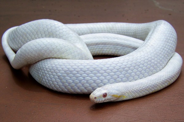 Белая домашняя змея