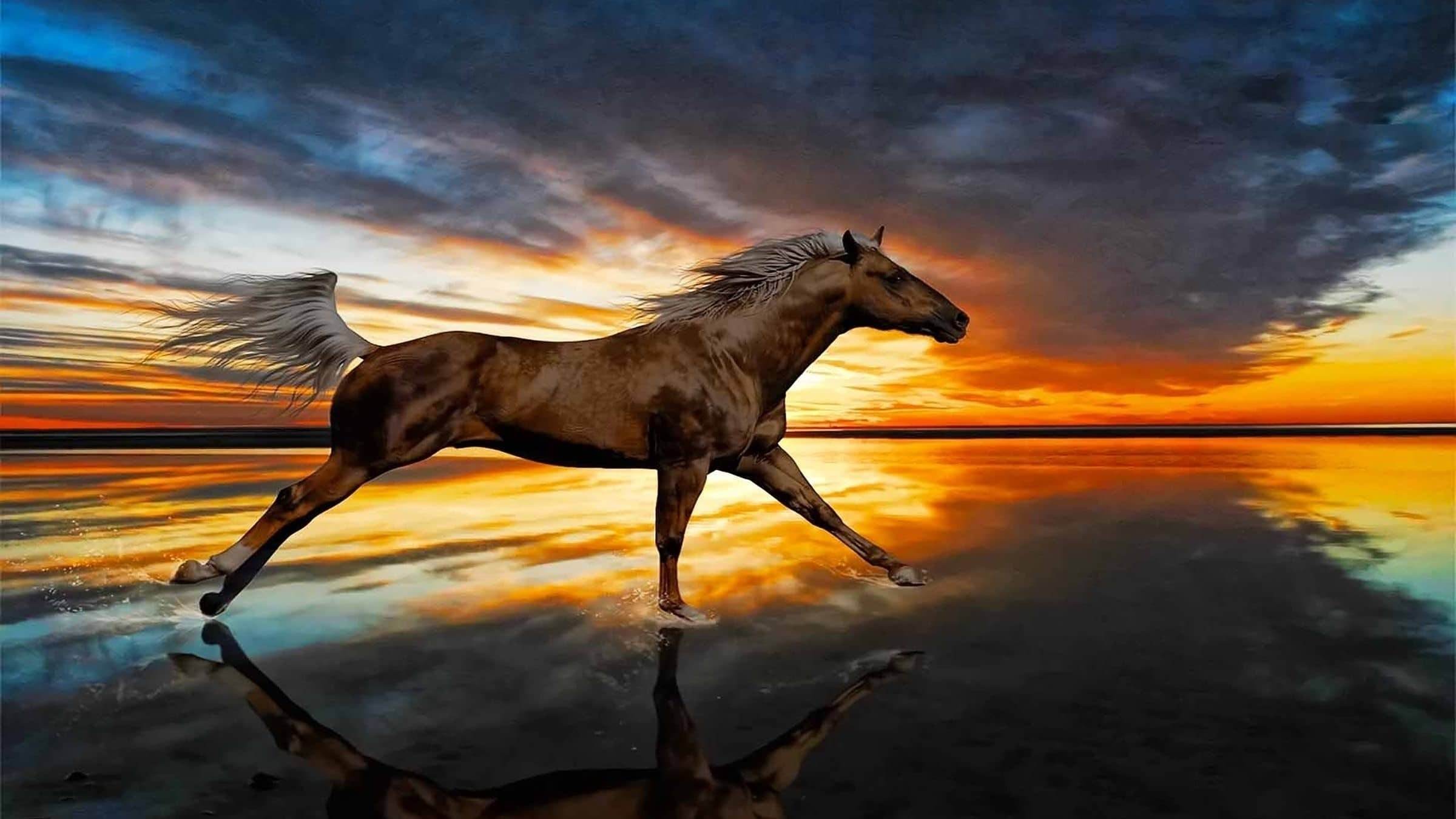 Картинки лошадей на заставку. Картинки лошадей. Красивые лошади. Лошадь на фоне заката. Фон лошади.