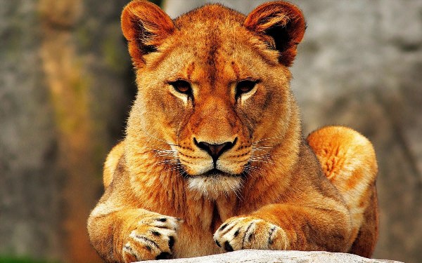 Красивая львица