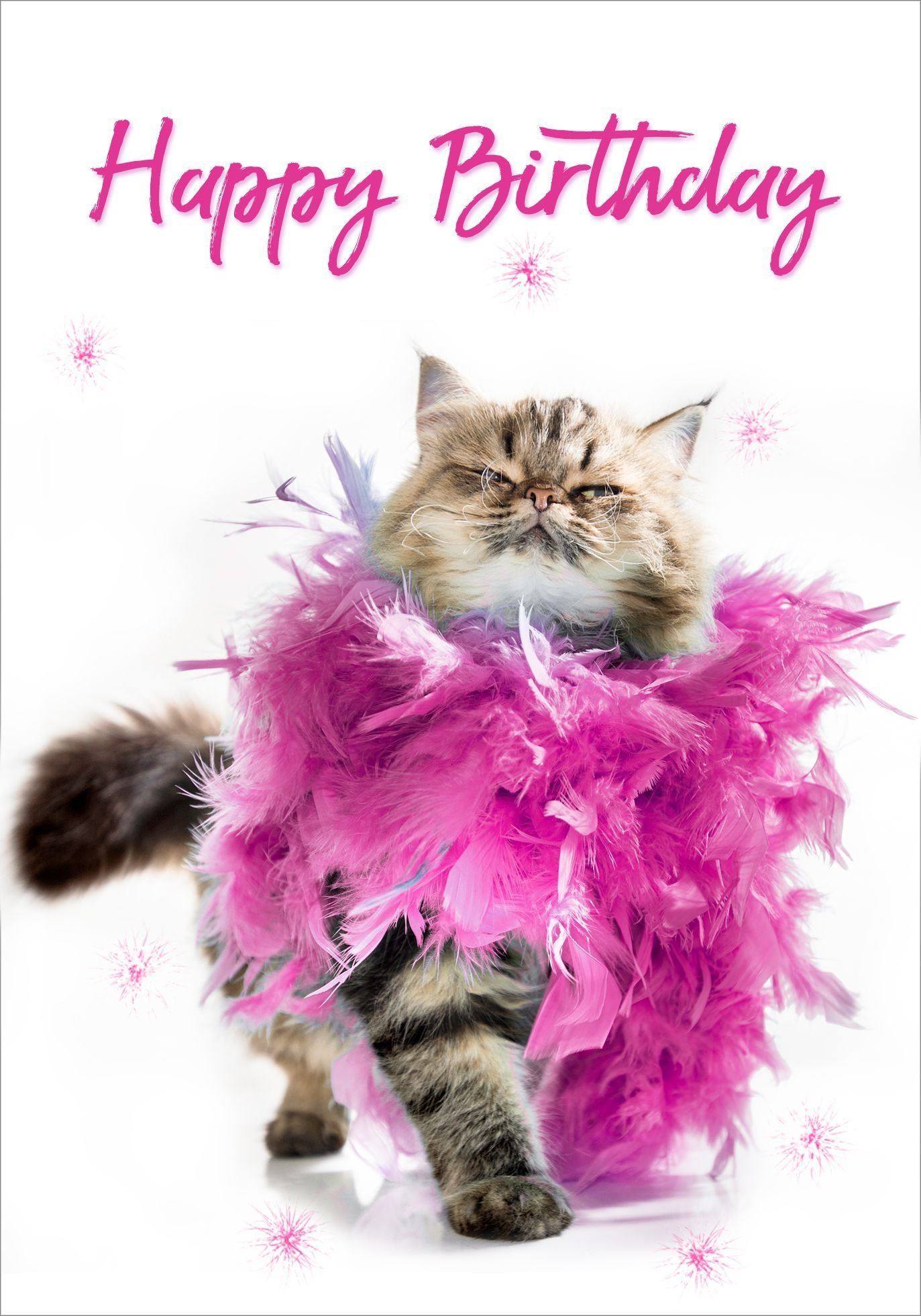 Поздравление кошечки. С днем рождения кошечка. С днём рождения с котиками. Открытка с днём рождения с котом. Открытка с днём рождения с кошечкой.