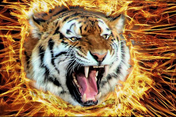 Тигры в ярости