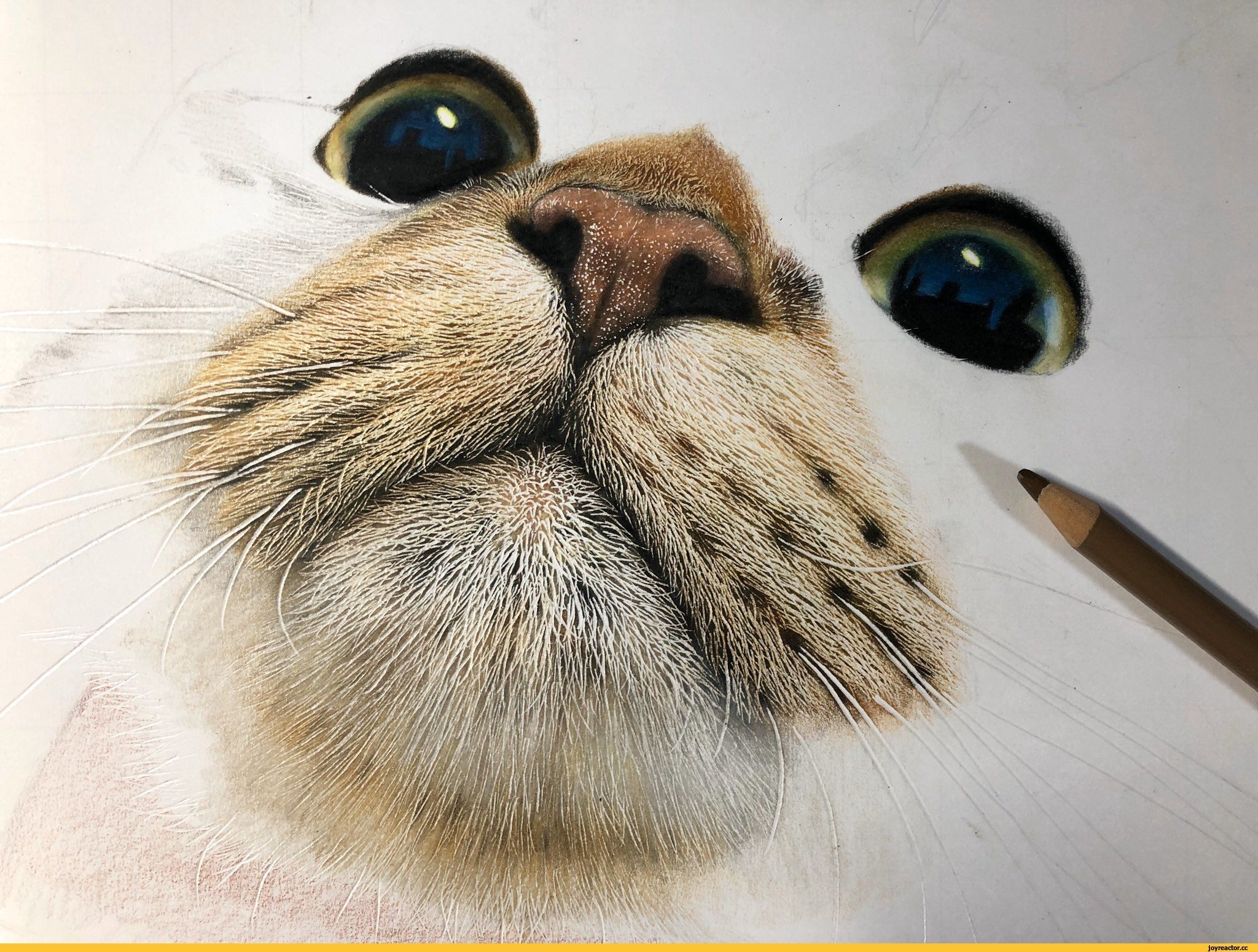 Покажи картинки рисунков. Рисунки котов. Фото котиков рисунки. Кот арт. Картинки для срисовки прикольные.