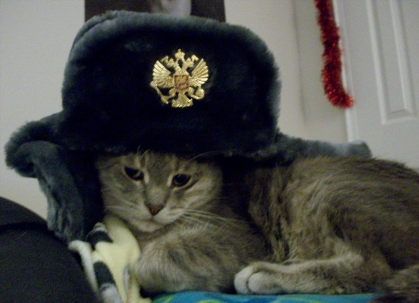 Кот в шапке ушанке