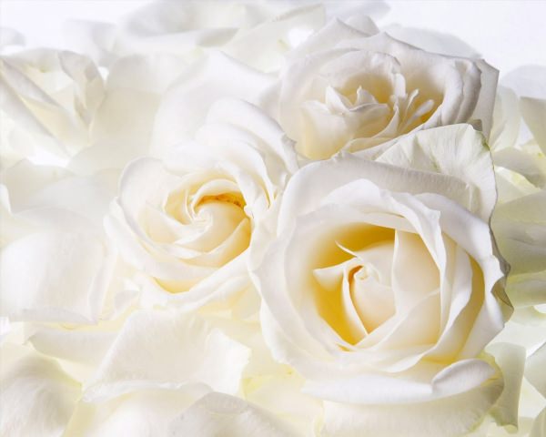 Нежные фоны с белыми розами