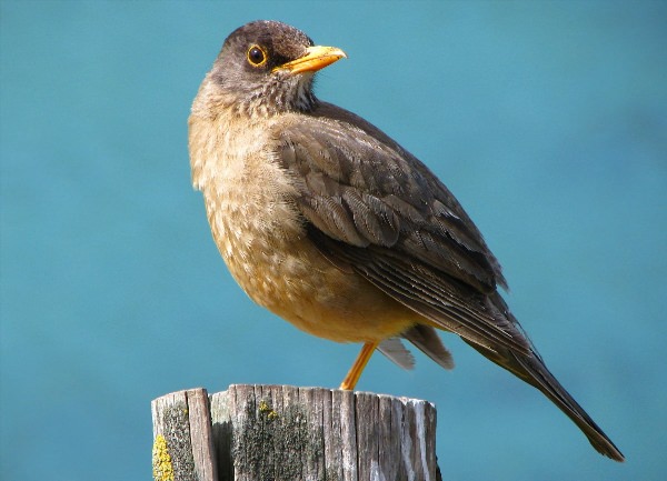 Птичка с желтым клювом