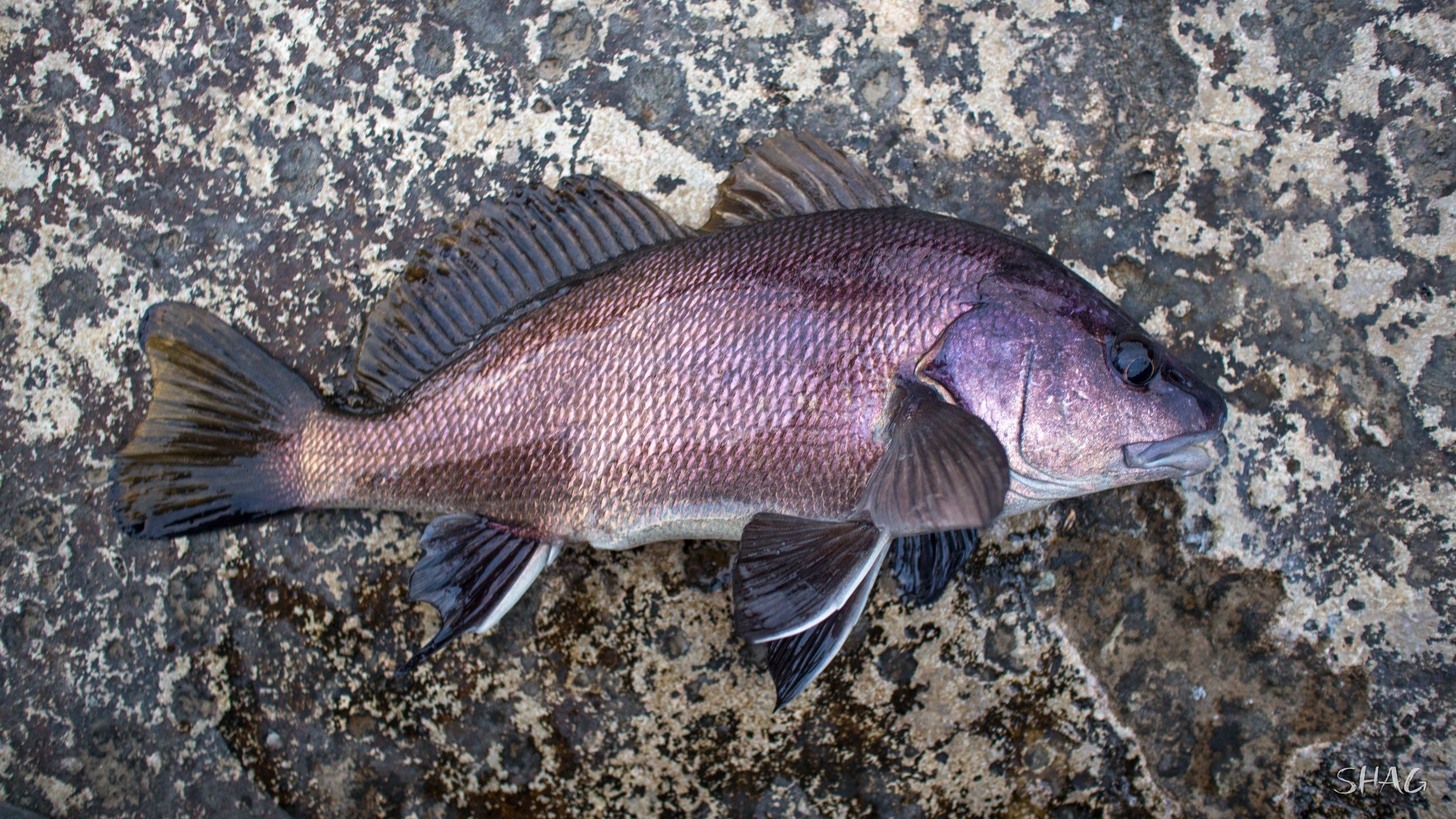 Рыба горбыль фото на черном море