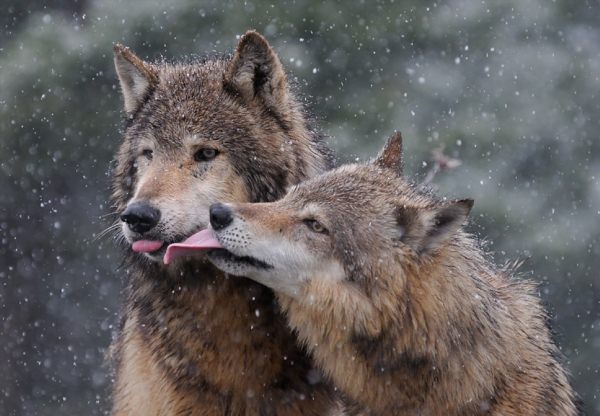 Любовь волков