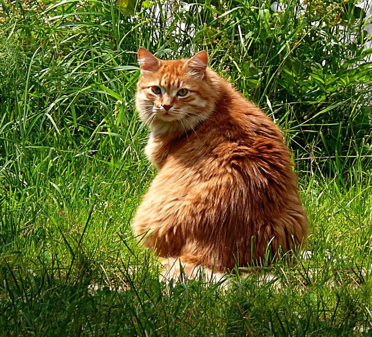Говорите рыжего кота. Сибирская кошка рыжая длинношерстная. Рыжие пушистые коты. Рыжая пушистая кошка. Большой рыжий кот.