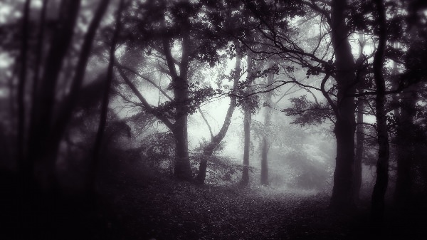 Мрачный лес фон