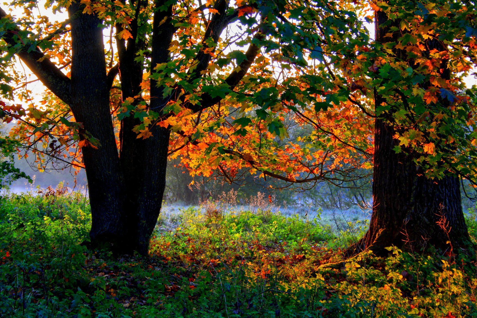 Картинка времена года осень. Лето осень. Осенний лес. Осень с летом. Лето осенью.