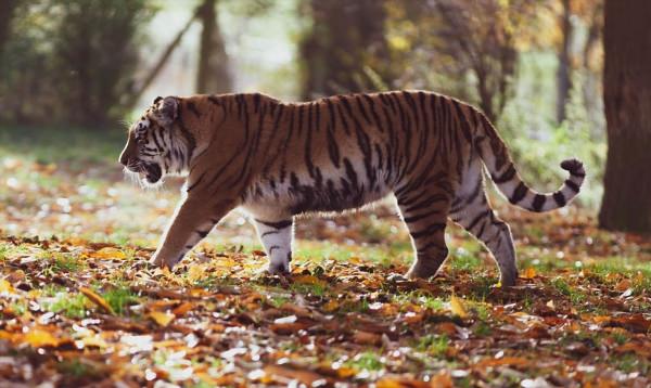 Амурские тигры в профиль