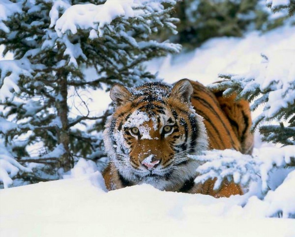Тигры зимой