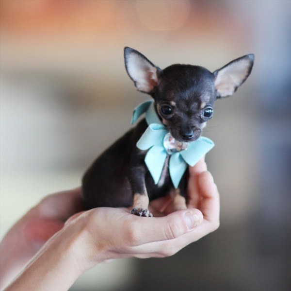 Самая маленькая порода собак в мире