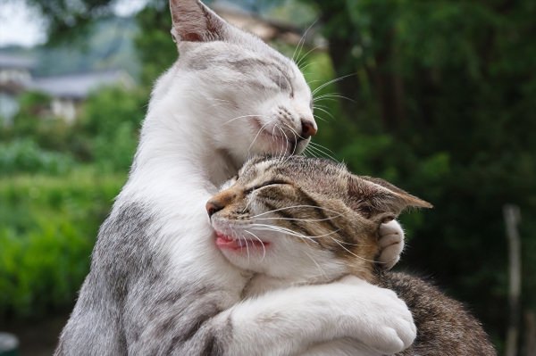 Котики обнимашки