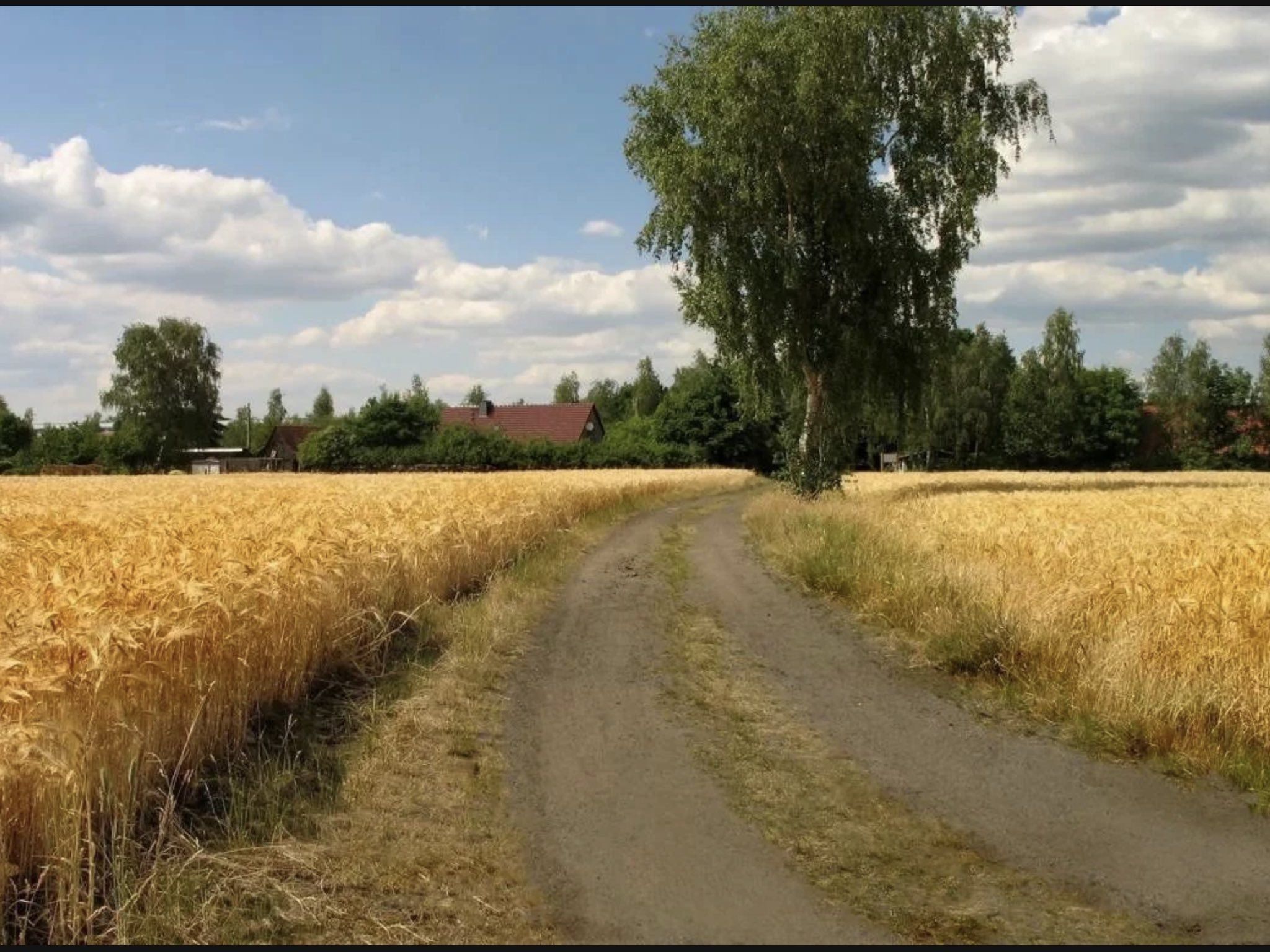 Село пшеничное