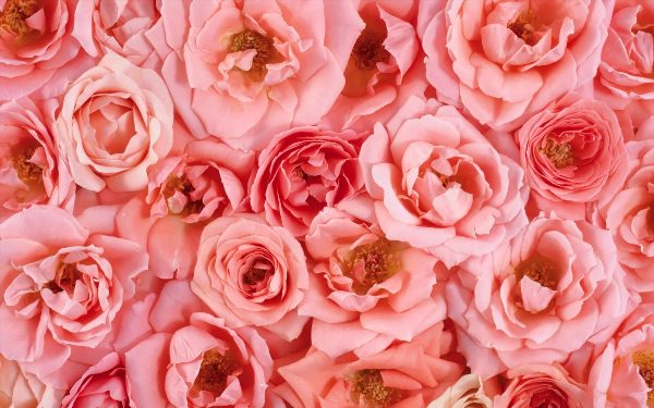 Розовые цветы фон