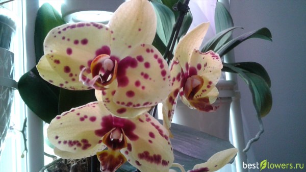Орхидея албуфейра