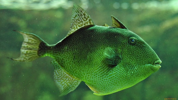 Зеленая ниобея рыба