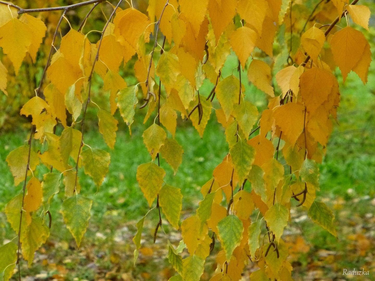 Пожелтели березки. Береза осенью. Берёза листья. Листья березы осенью. Берёза жёлтая.