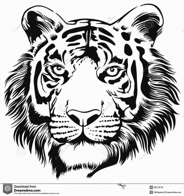 Рисунки для выжигания тигр