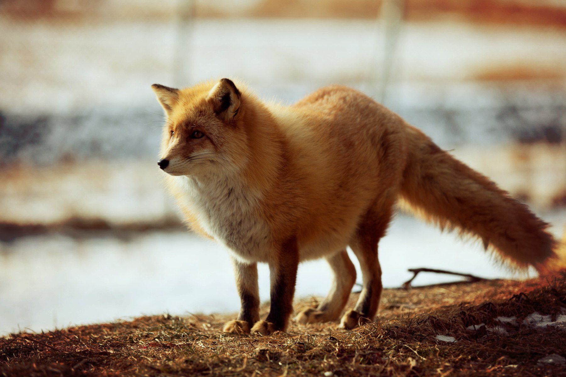 Fluffy fox. Лиса. Пушистая лиса. Лиса с белым хвостом. Толстая лиса.