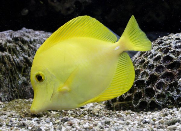 Желтые аквариумные рыбки