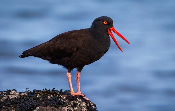 Черная птица с красным клювом