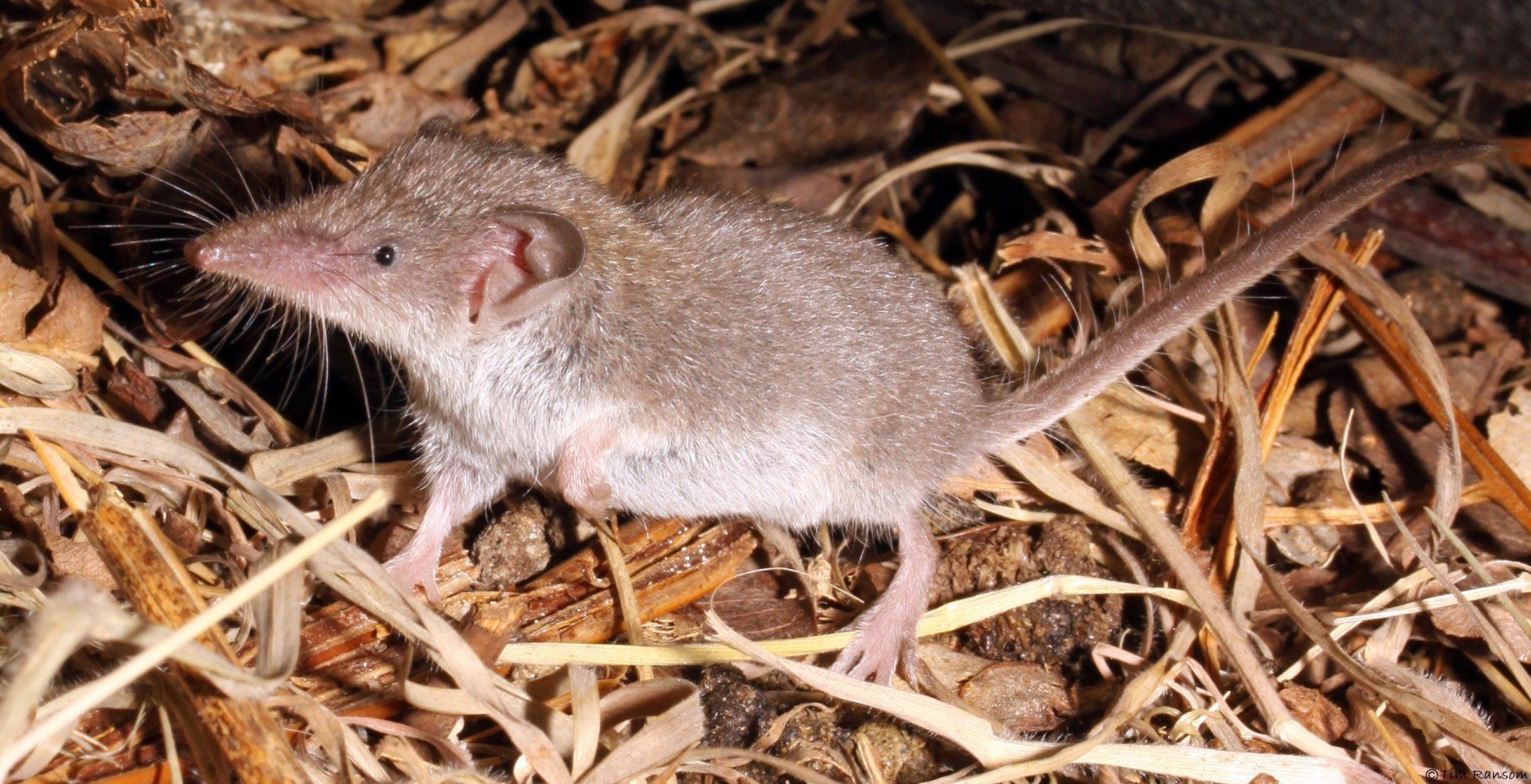 Длинные мыши. Землеройка бурозубка. Землеройка многозубка. Землеройковые крысы. Мышь землеройка.