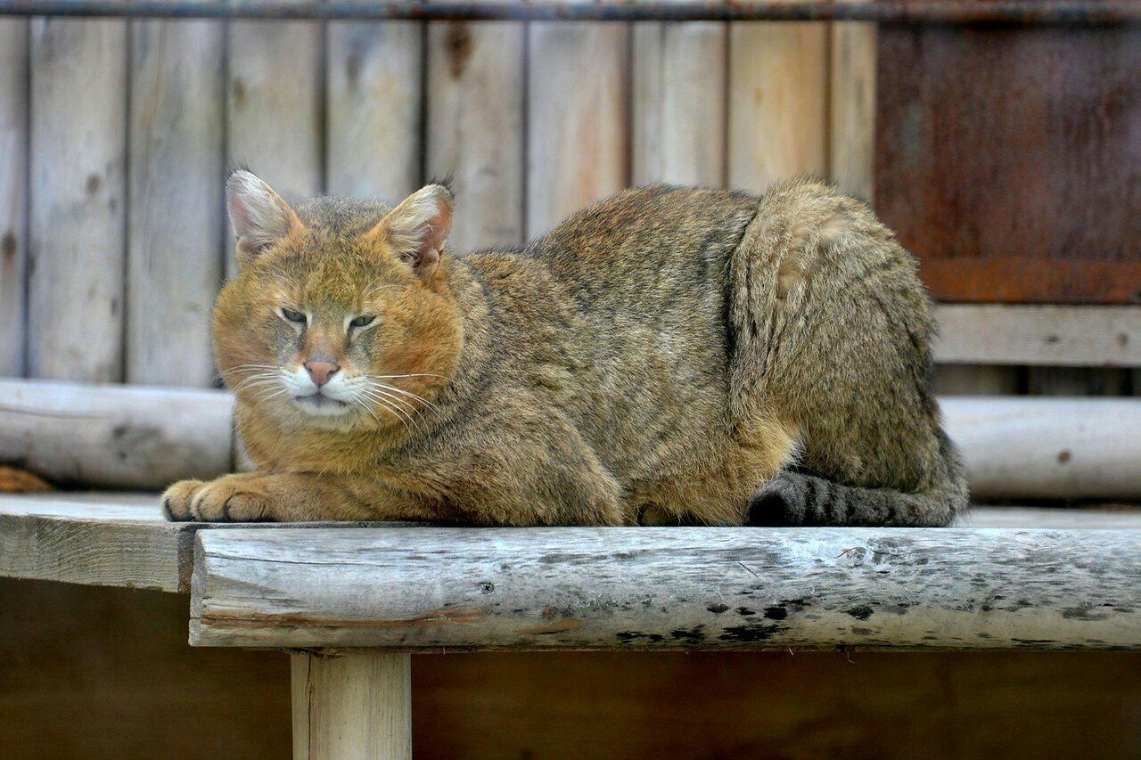 Камышовый кот фото. Камышовый кот. Камышовый кот Хаус. Сибирский камышовый кот. Порода кошек камышовый кот.