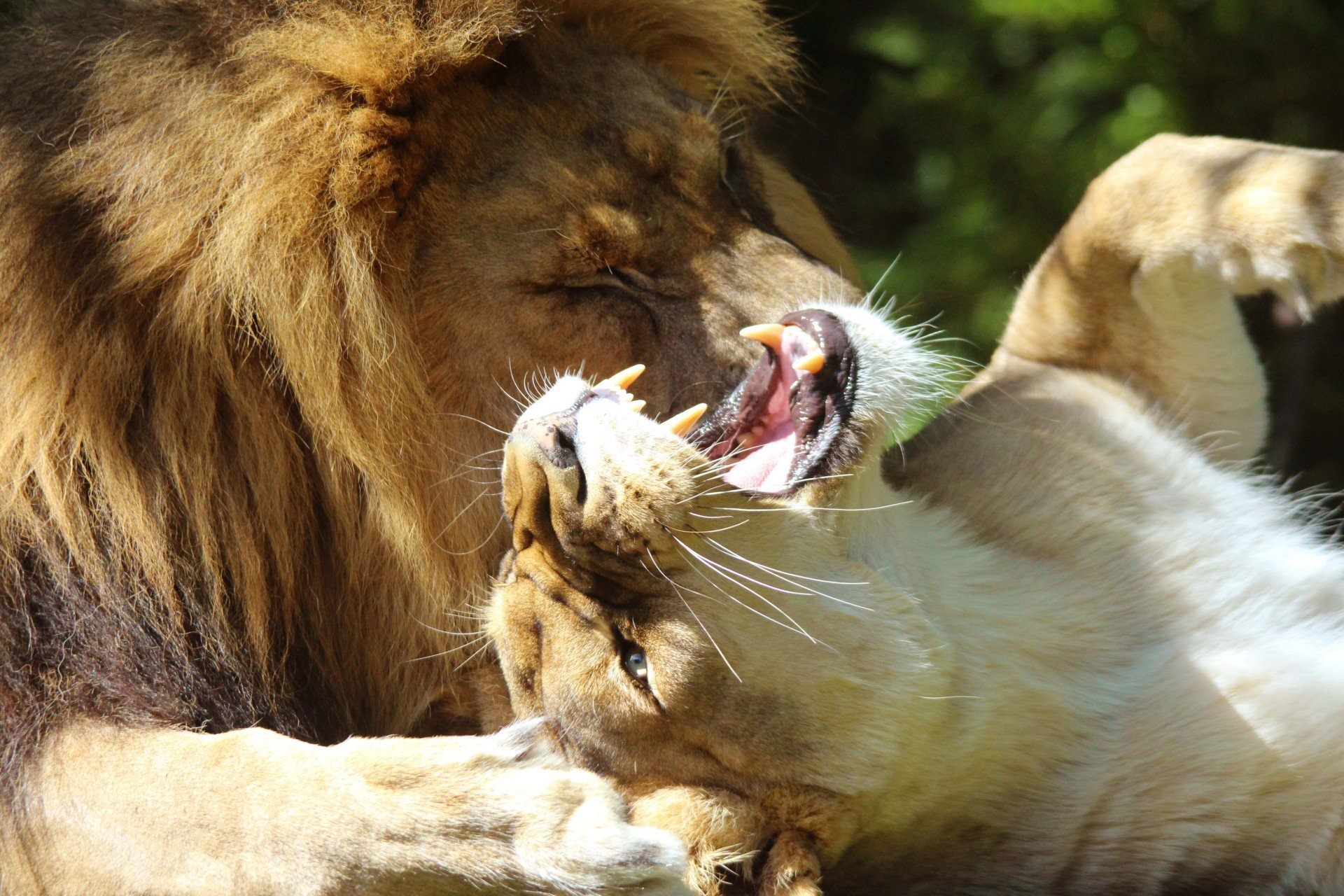 Любовный лев неделя. Любовь животных. Львица. Лев и львица любовь. Лев.