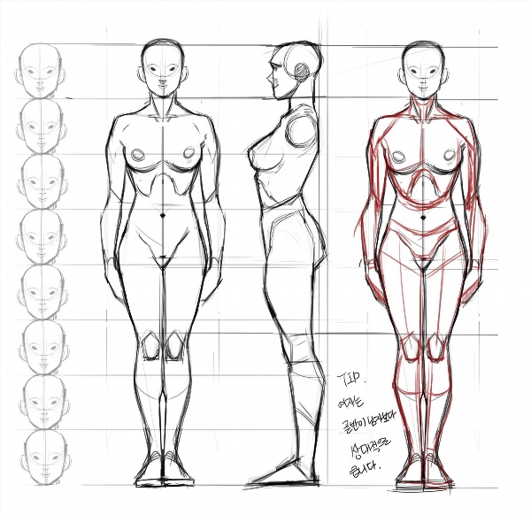 Женское тело анатомия рисунок
