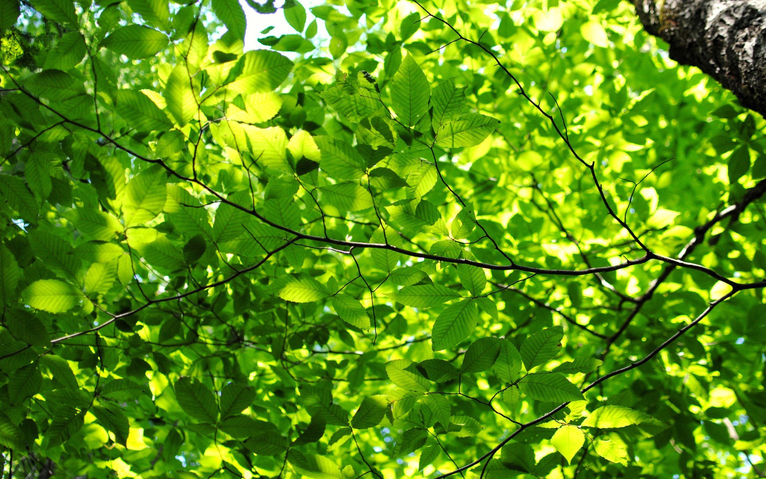Ветви качаются. Зеленый лист. Листва. Листва деревьев. Зеленые ветви деревьев.