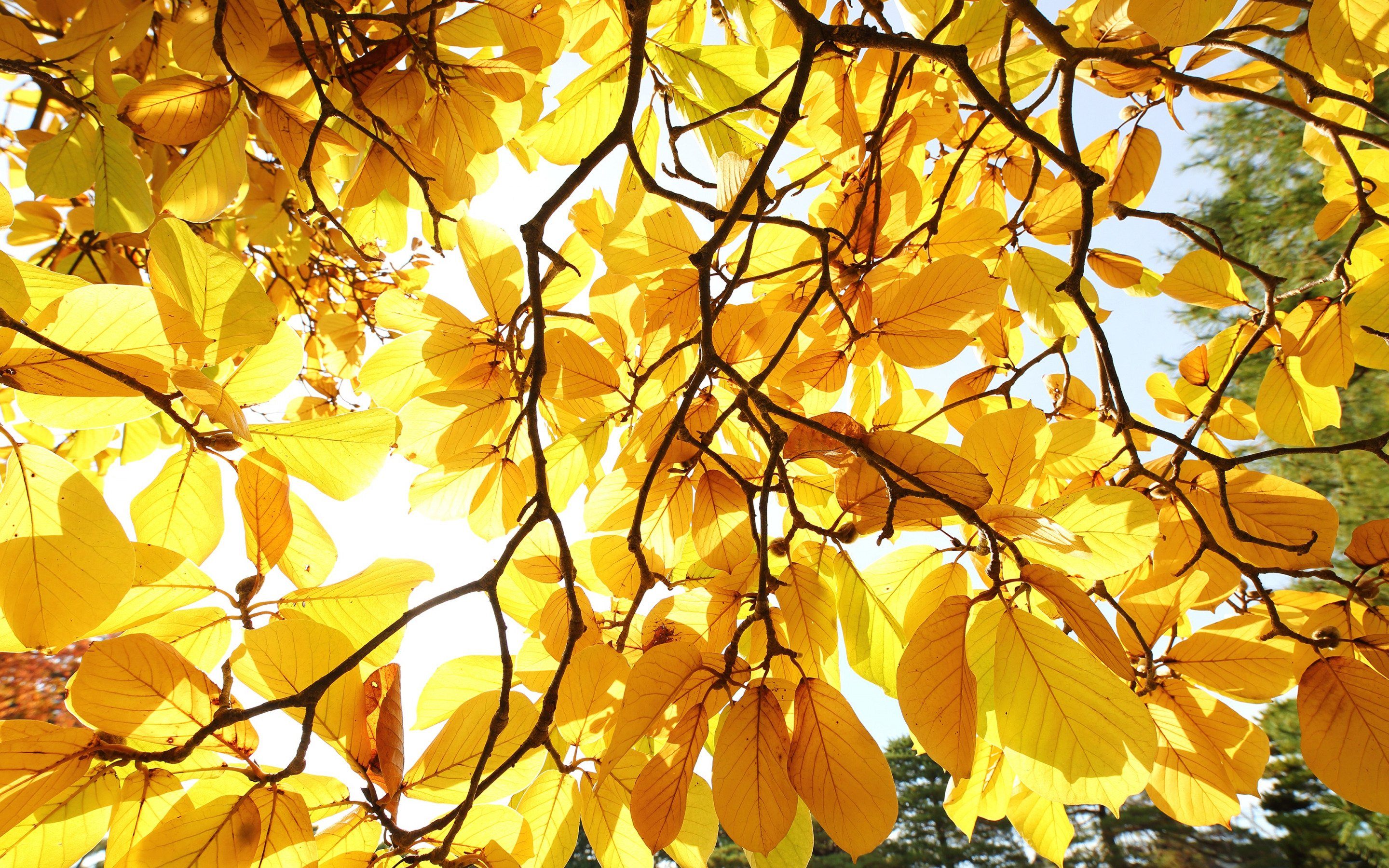 золотая листва фото